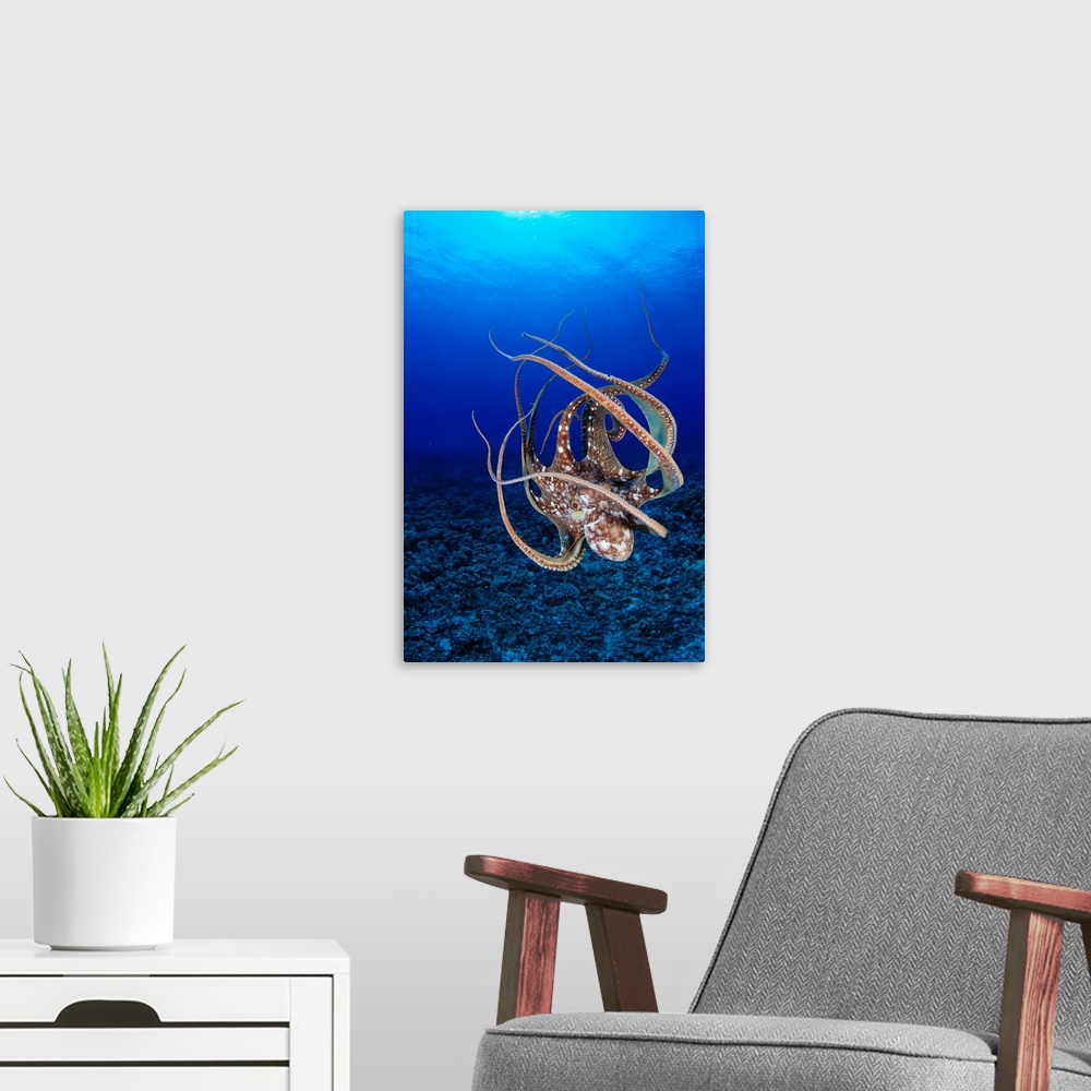 A modern room featuring Hawaii, Day Octopus (Octopus Cyanea) Floating To Reef Bottom