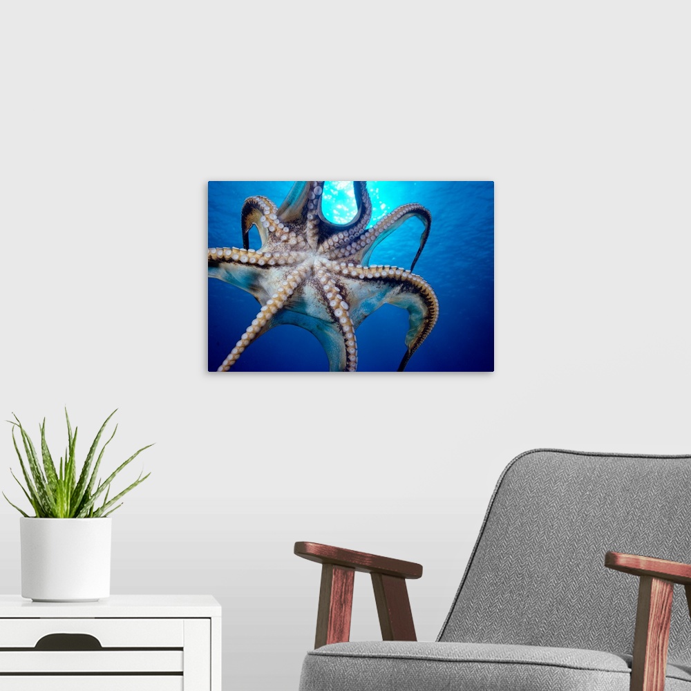A modern room featuring Hawaii, Day Octopus (Octopus Cyanea) In Midwater, Underside