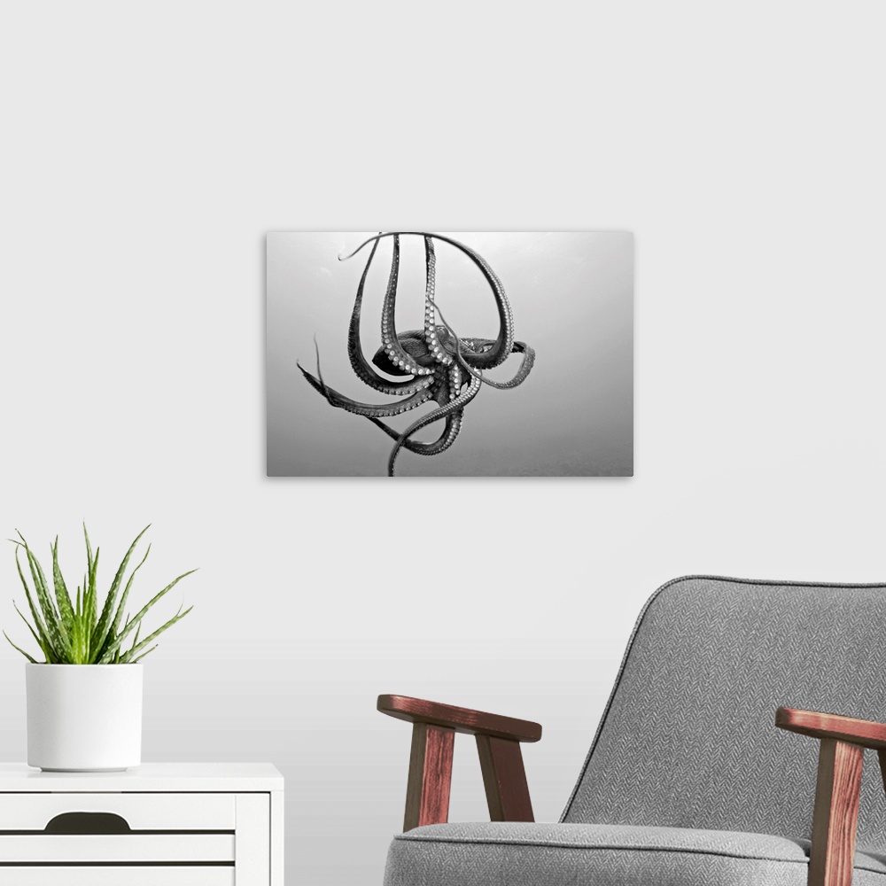 A modern room featuring Landscape photograph on a large wall hanging of a day octopus with twirling tentacles, swimming t...
