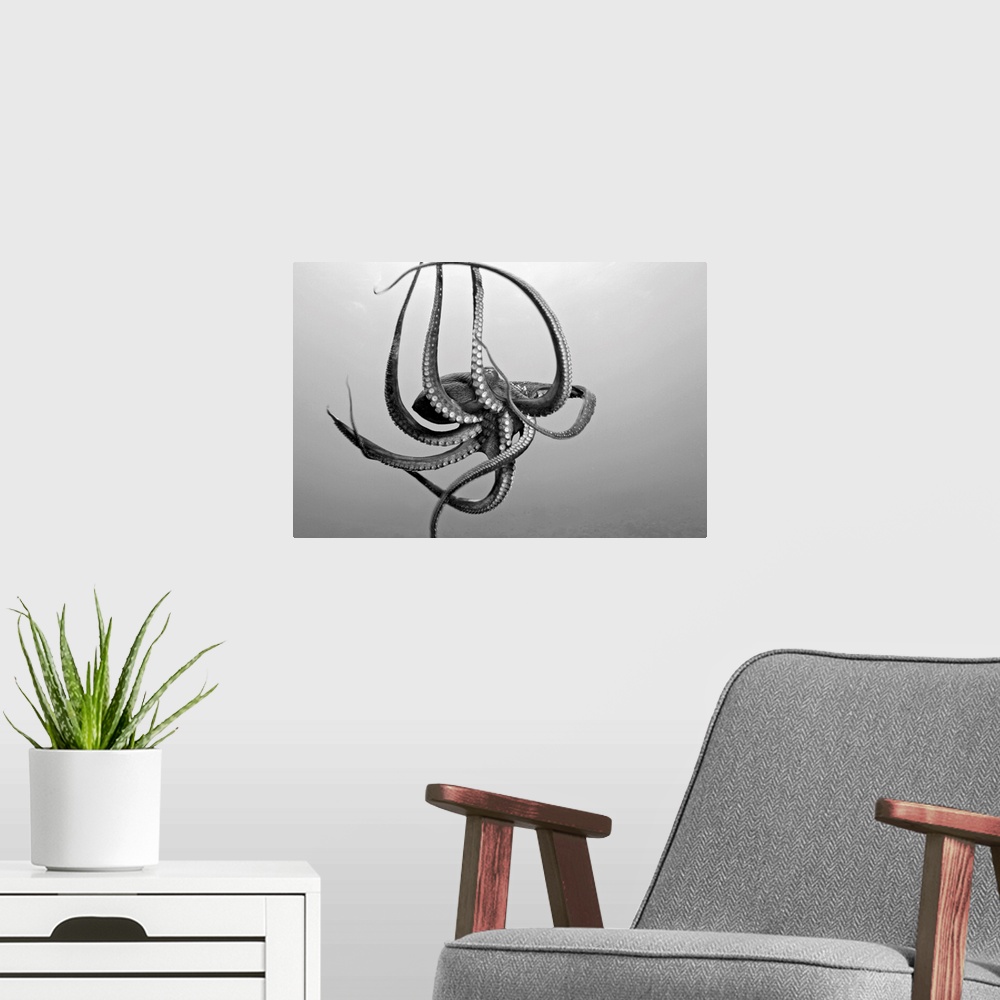 A modern room featuring Landscape photograph on a large wall hanging of a day octopus with twirling tentacles, swimming t...