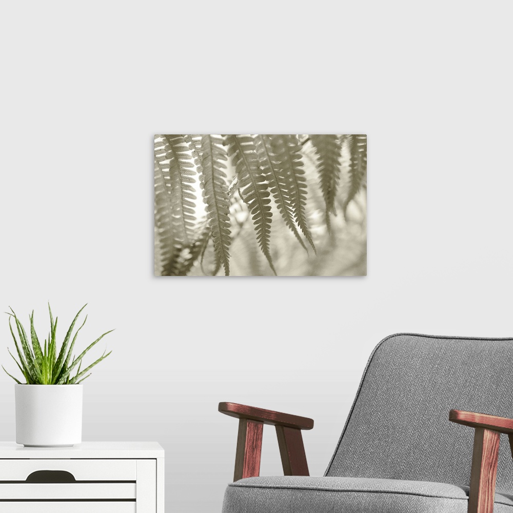 A modern room featuring Hawaii, Extreme close-up detail of tree ferns foliage