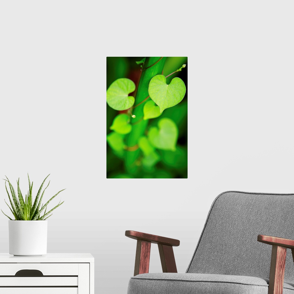 A modern room featuring Macro shot of heart-shaped leaves on a vine curling around a stem, increasing in focus as they cl...