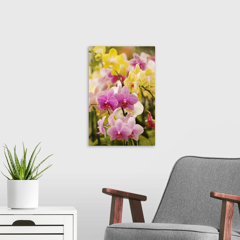 A modern room featuring Hawaii, Field Of Pink And Yellow Orchids
