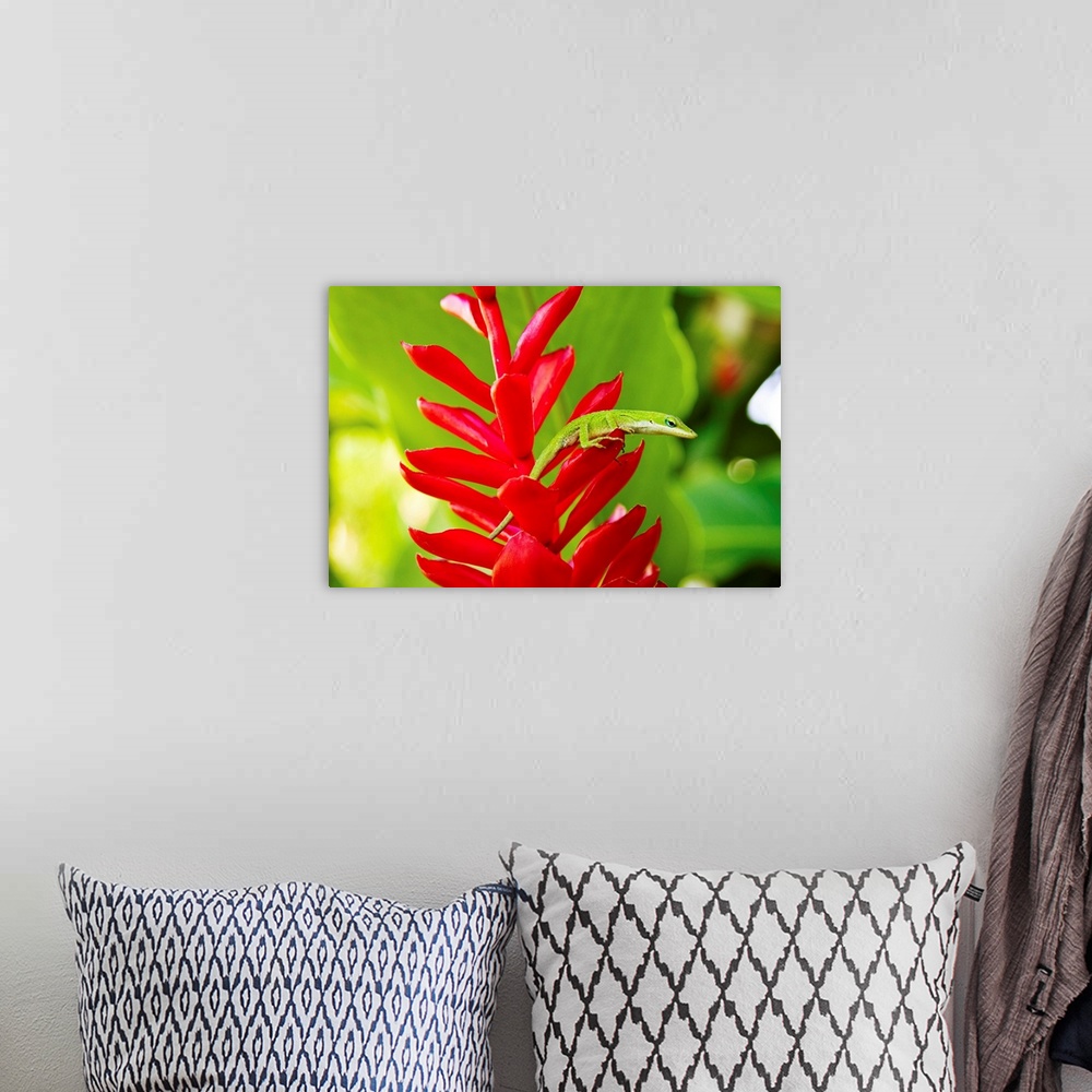 A bohemian room featuring Hawaii, Green Anole Lizard On Red Ginger Plant