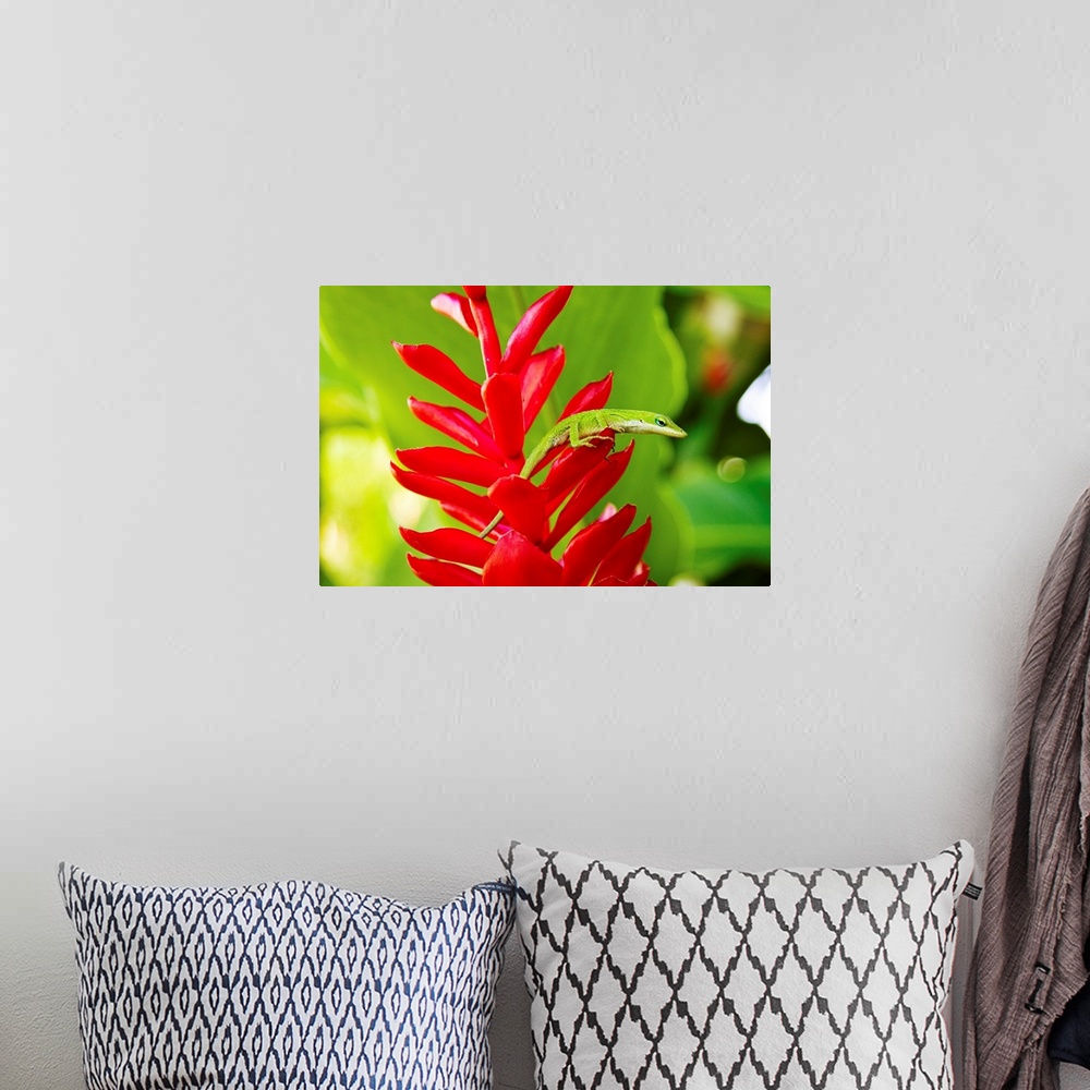 A bohemian room featuring Hawaii, Green Anole Lizard On Red Ginger Plant