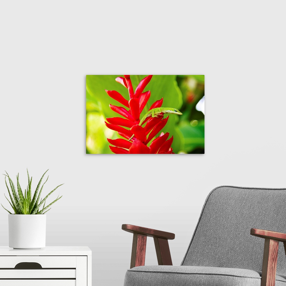 A modern room featuring Hawaii, Green Anole Lizard On Red Ginger Plant
