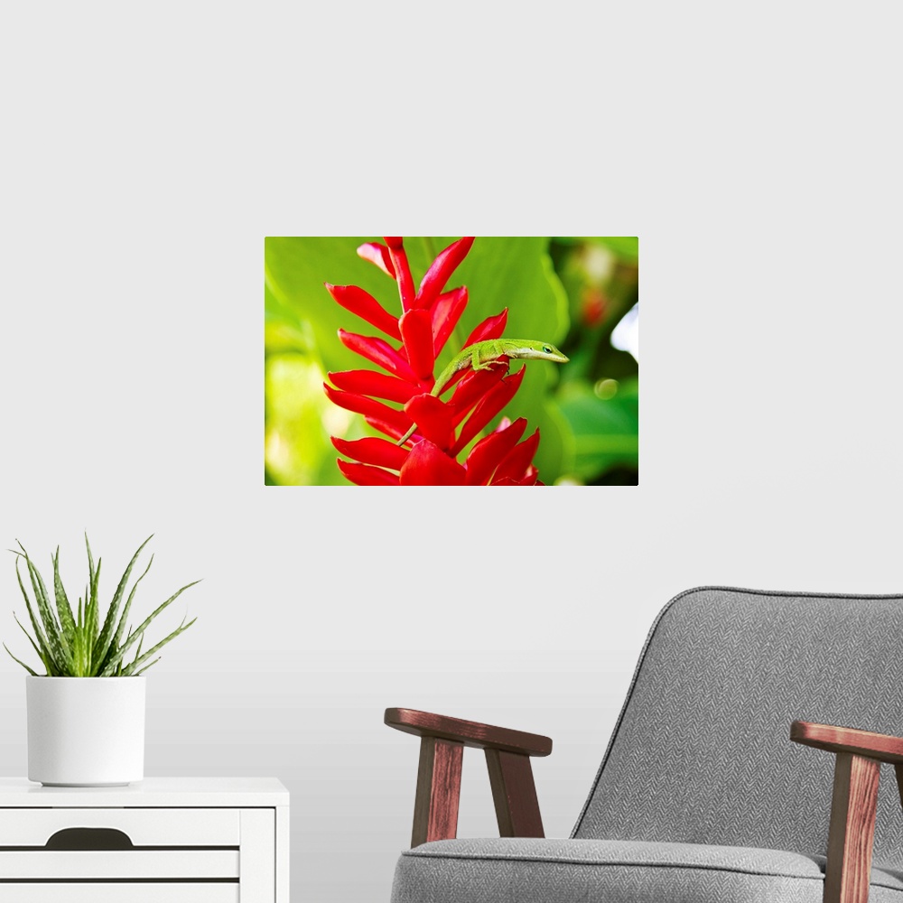 A modern room featuring Hawaii, Green Anole Lizard On Red Ginger Plant