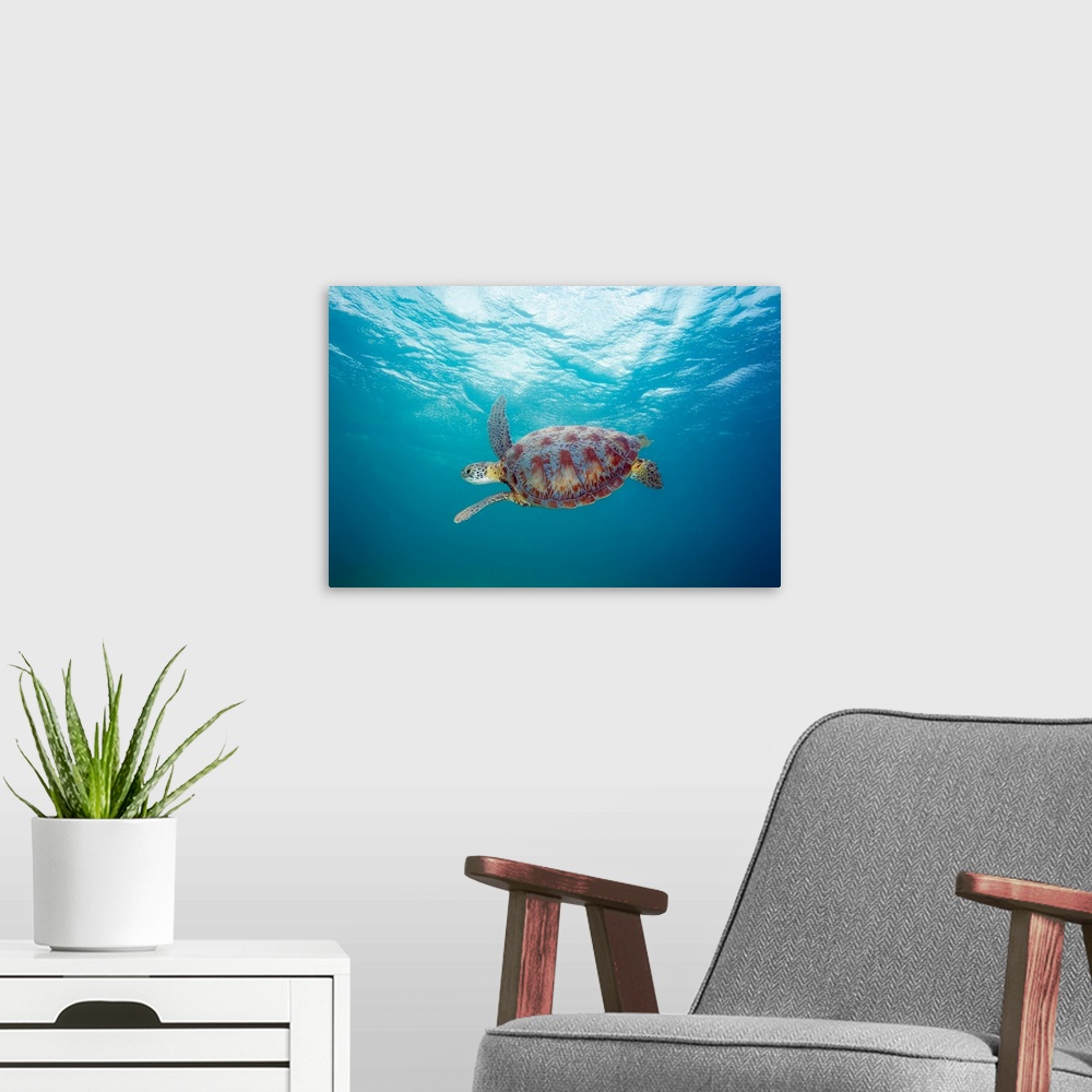 A modern room featuring Hawaii, Green Sea Turtle