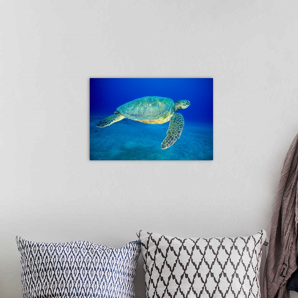 A bohemian room featuring Hawaii, Green Sea Turtle (Chelonia Mydas)