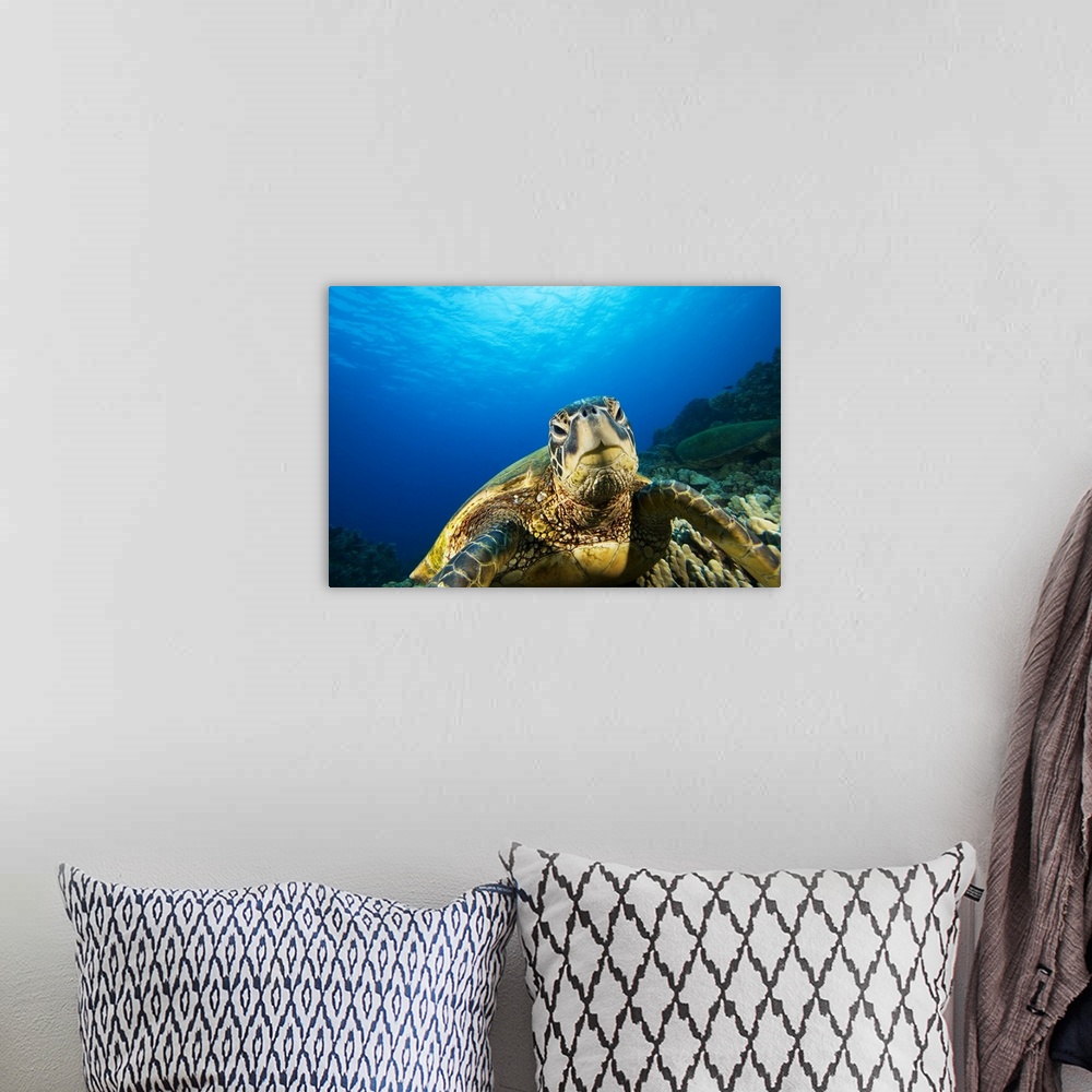 A bohemian room featuring Hawaii, Green Sea Turtle (Chelonia Mydas) Above Coral Reef