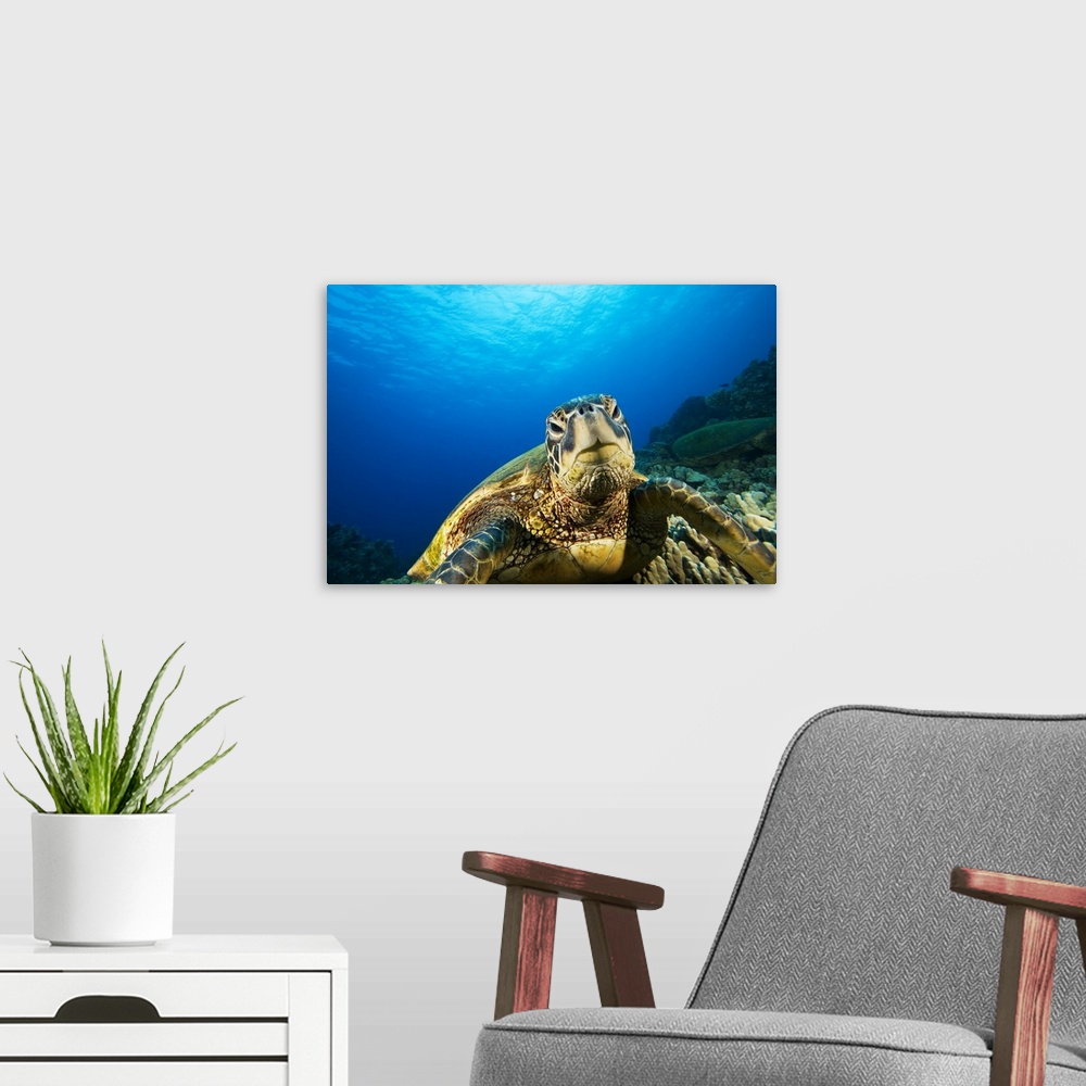 A modern room featuring Hawaii, Green Sea Turtle (Chelonia Mydas) Above Coral Reef