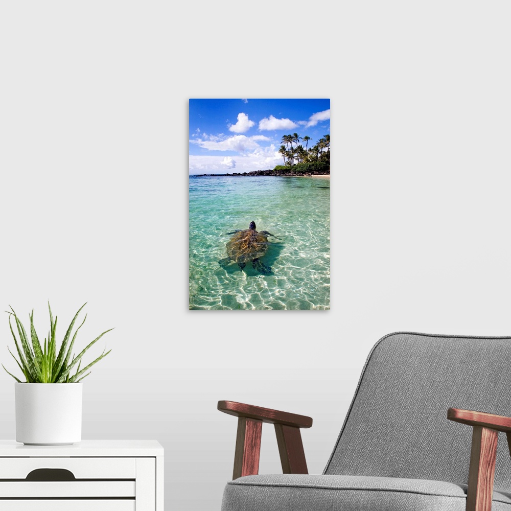 A modern room featuring Vertical photo print of a big turtle swimming in the ocean near the shore with his head sticking ...