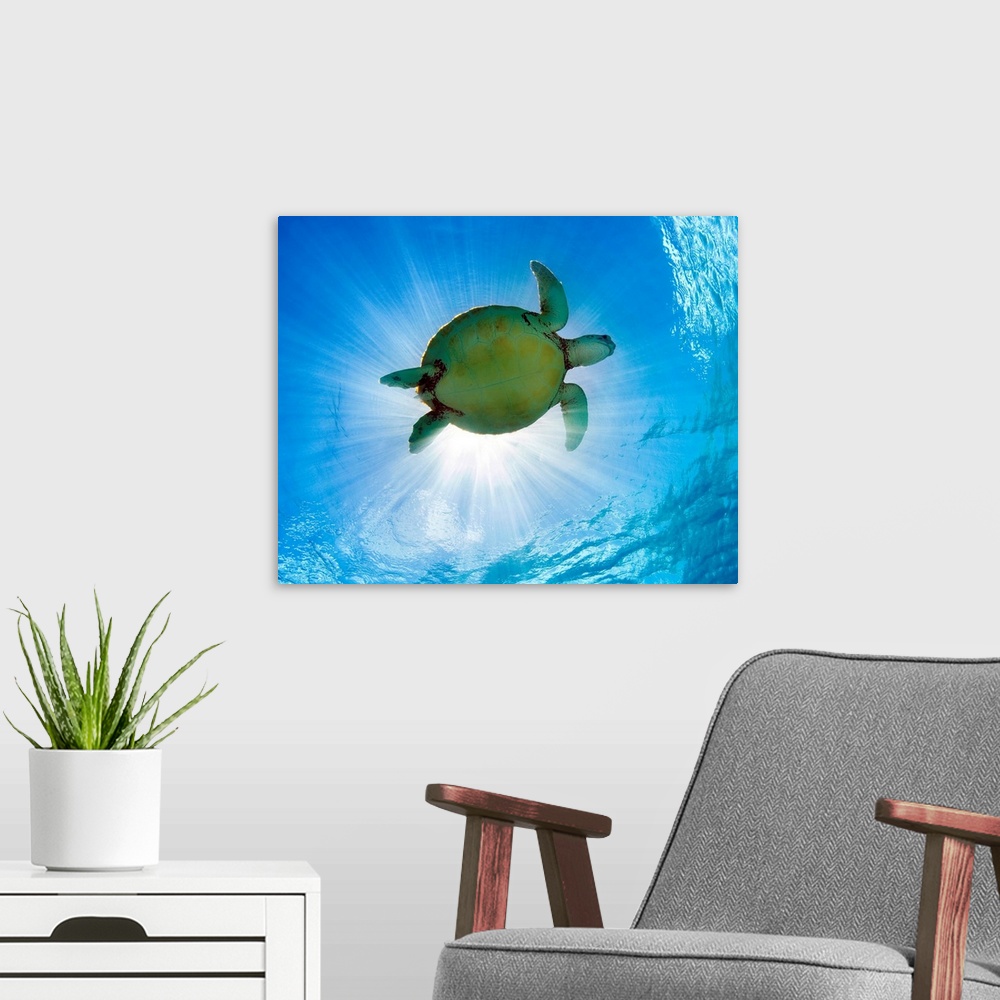 A modern room featuring Hawaii, Green Sea Turtle (Chelonia Mydas) An Endangered Species