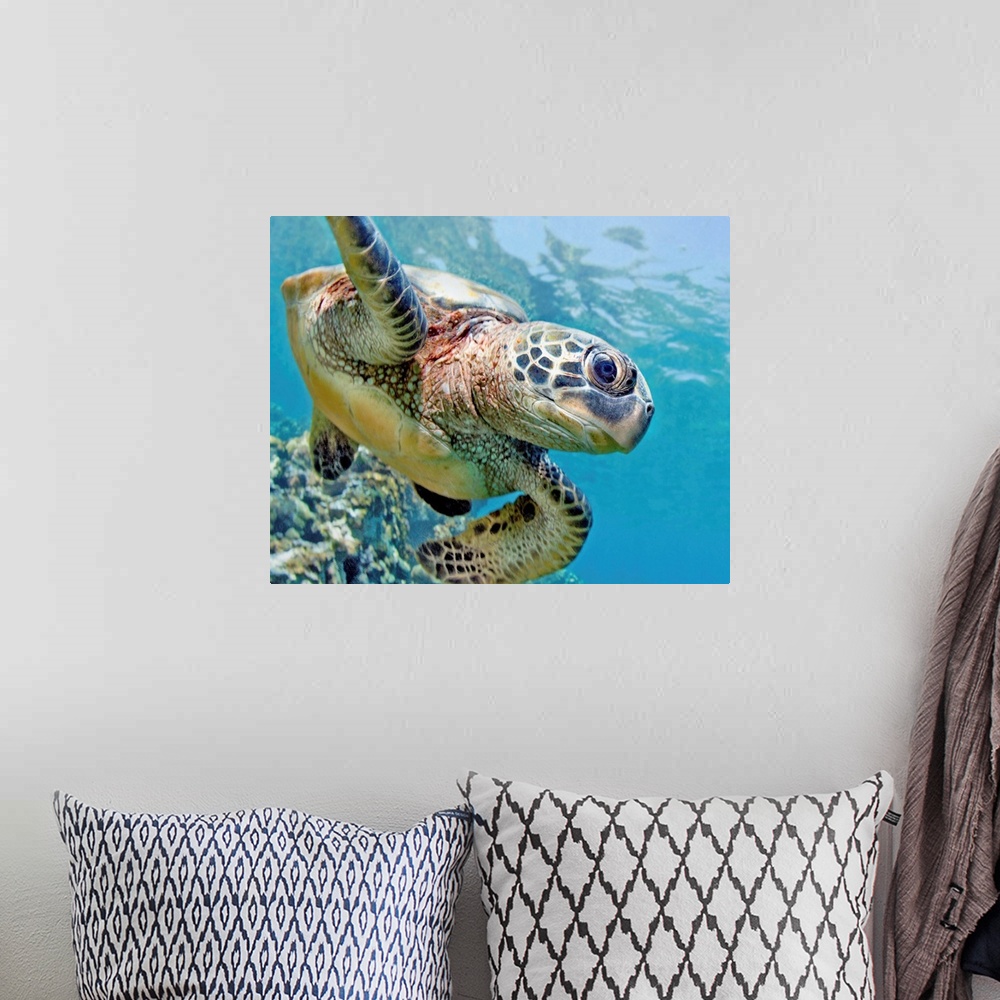 A bohemian room featuring Hawaii, Green Sea Turtle (Chelonia Mydas) An Endangered Species