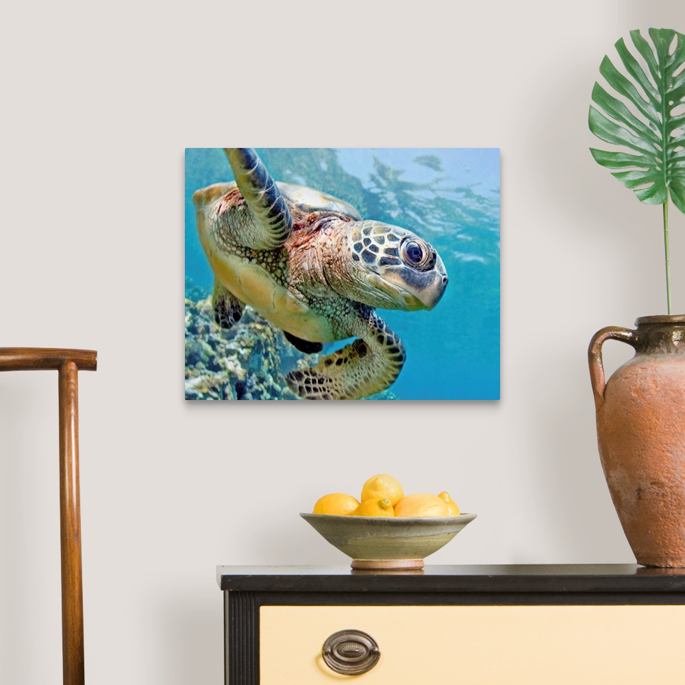 A traditional room featuring Hawaii, Green Sea Turtle (Chelonia Mydas) An Endangered Species