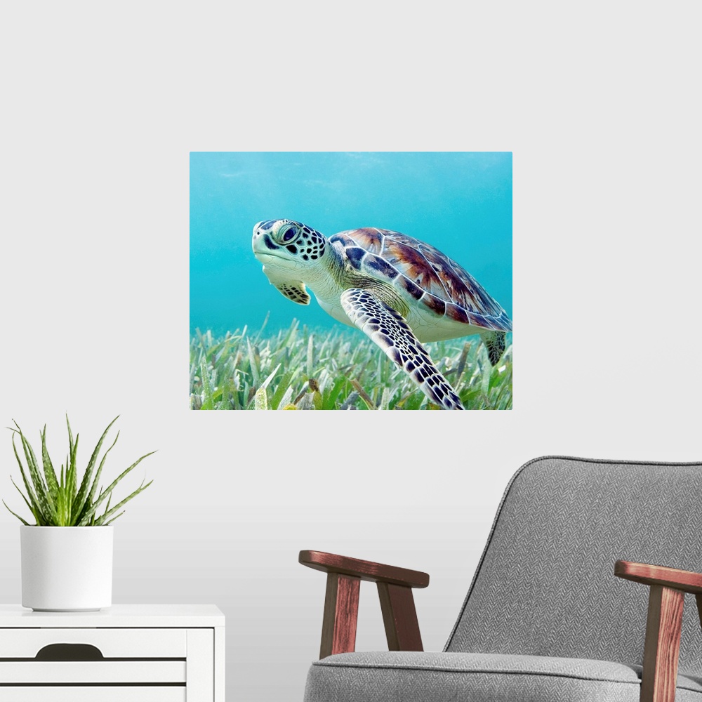 A modern room featuring A large turtle is photographed underwater as it swims near the ocean floor.