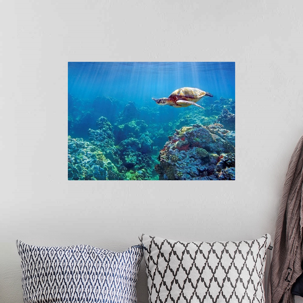 A bohemian room featuring Hawaii, Green Sea Turtle (Chelonia Mydas) An Endangered Species