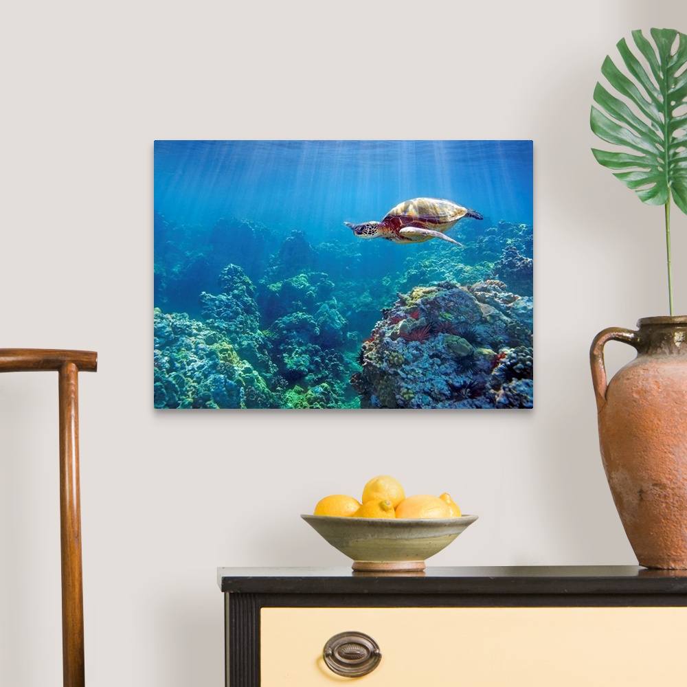 A traditional room featuring Hawaii, Green Sea Turtle (Chelonia Mydas) An Endangered Species
