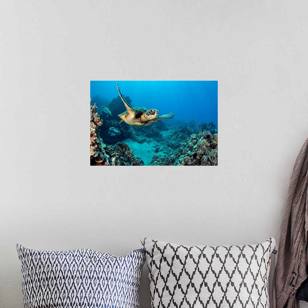 A bohemian room featuring This decorative accent is a horizontal photograph of a turtled gliding underwater through a tropi...