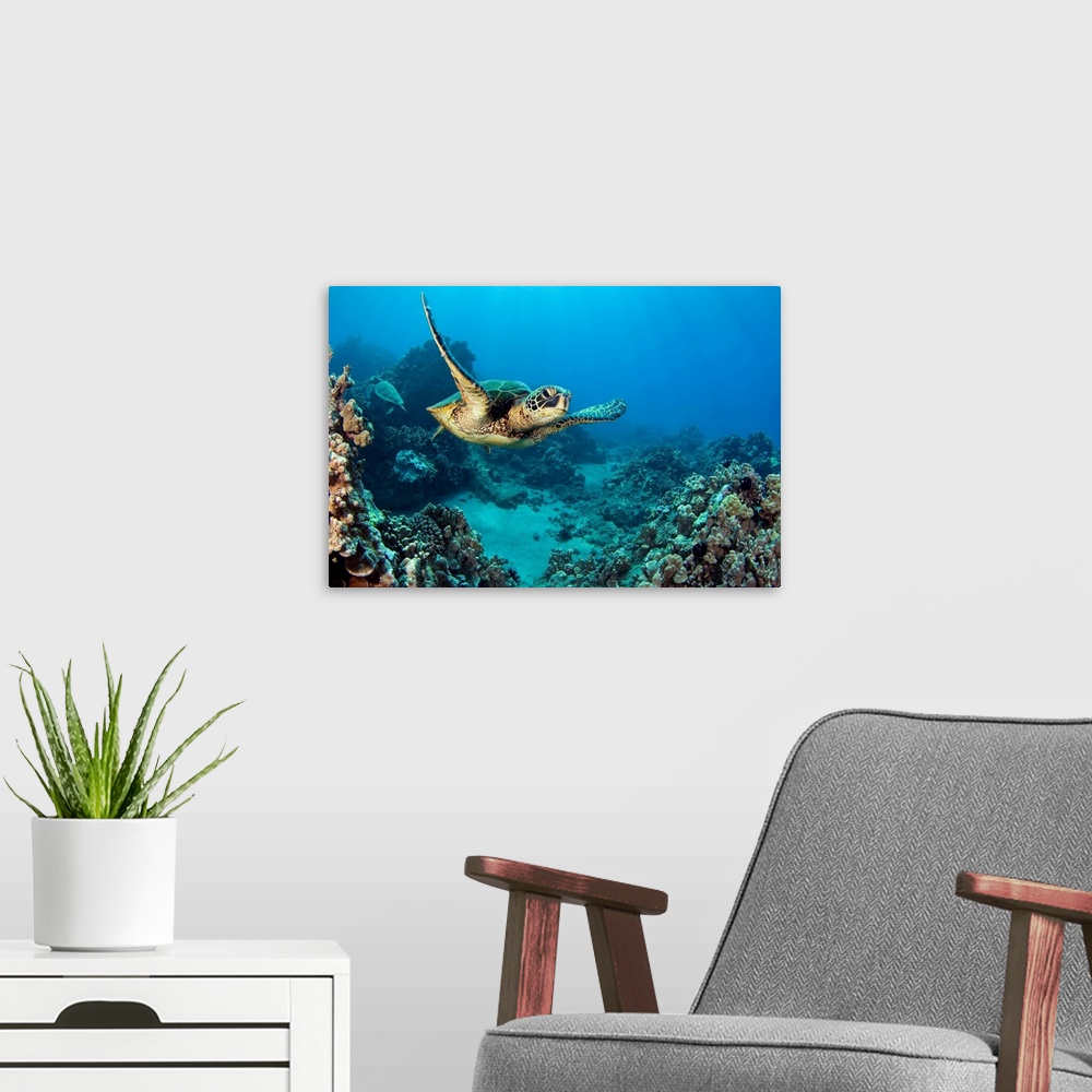 A modern room featuring This decorative accent is a horizontal photograph of a turtled gliding underwater through a tropi...
