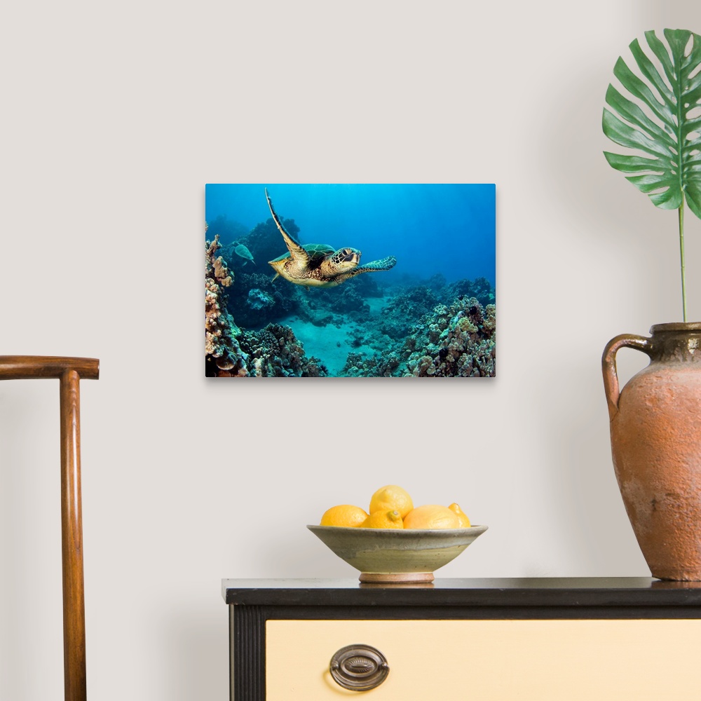 A traditional room featuring This decorative accent is a horizontal photograph of a turtled gliding underwater through a tropi...