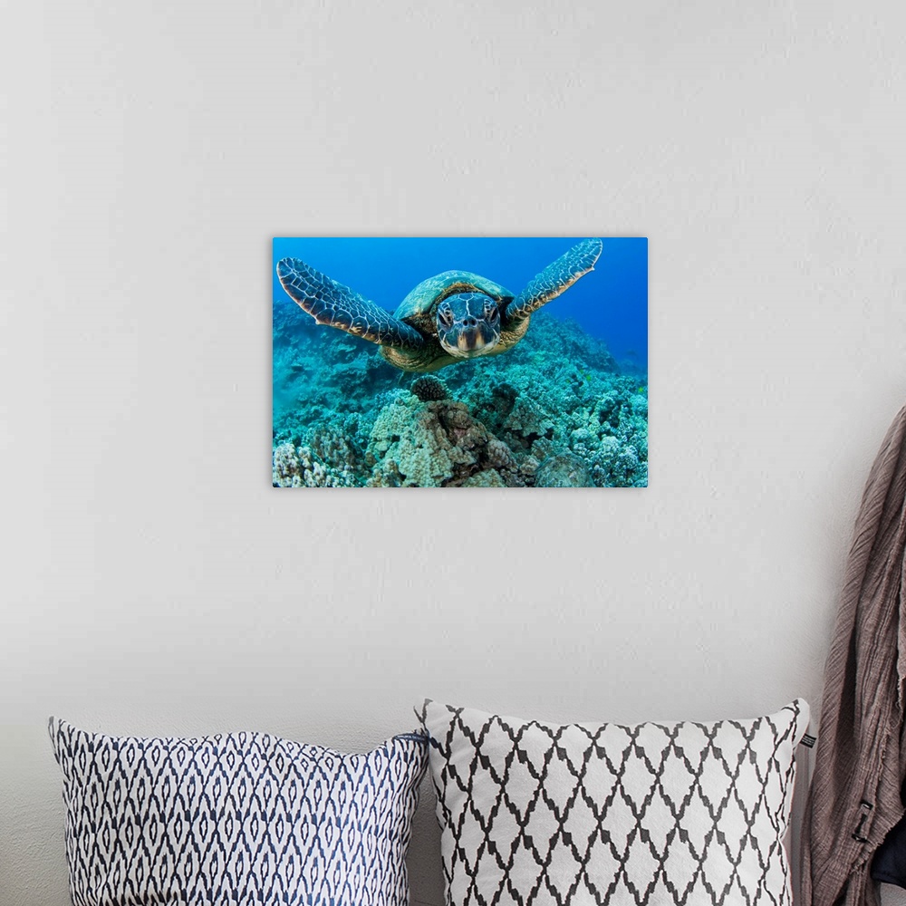 A bohemian room featuring Hawaii, Green Sea Turtle (Chelonia Mydas) Gliding Through The Water