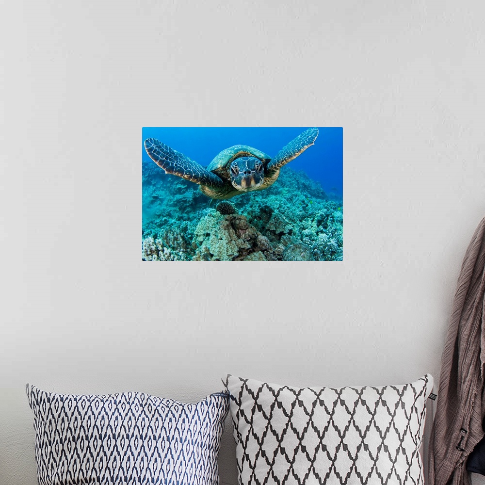 A bohemian room featuring Hawaii, Green Sea Turtle (Chelonia Mydas) Gliding Through The Water