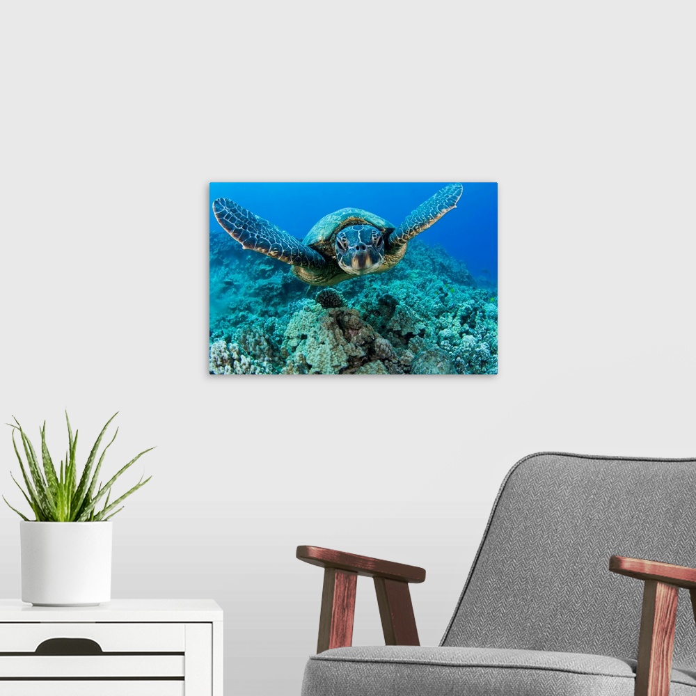 A modern room featuring Hawaii, Green Sea Turtle (Chelonia Mydas) Gliding Through The Water