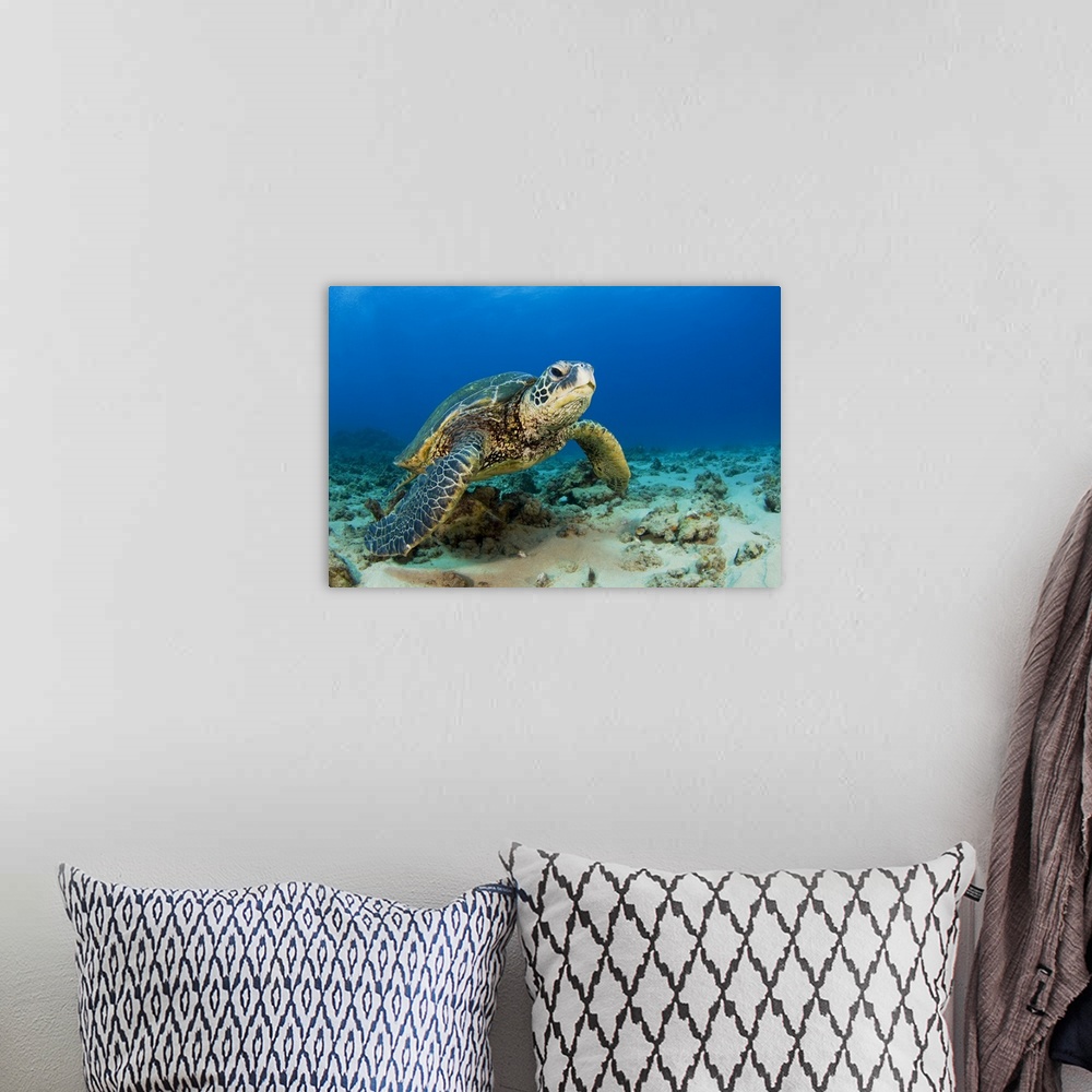 A bohemian room featuring Hawaii, Green Sea Turtle (Chelonia Mydas) On Ocean Floor, Endangered Species