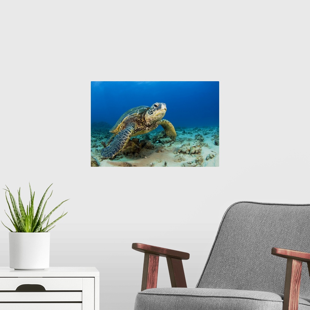 A modern room featuring Hawaii, Green Sea Turtle (Chelonia Mydas) On Ocean Floor, Endangered Species