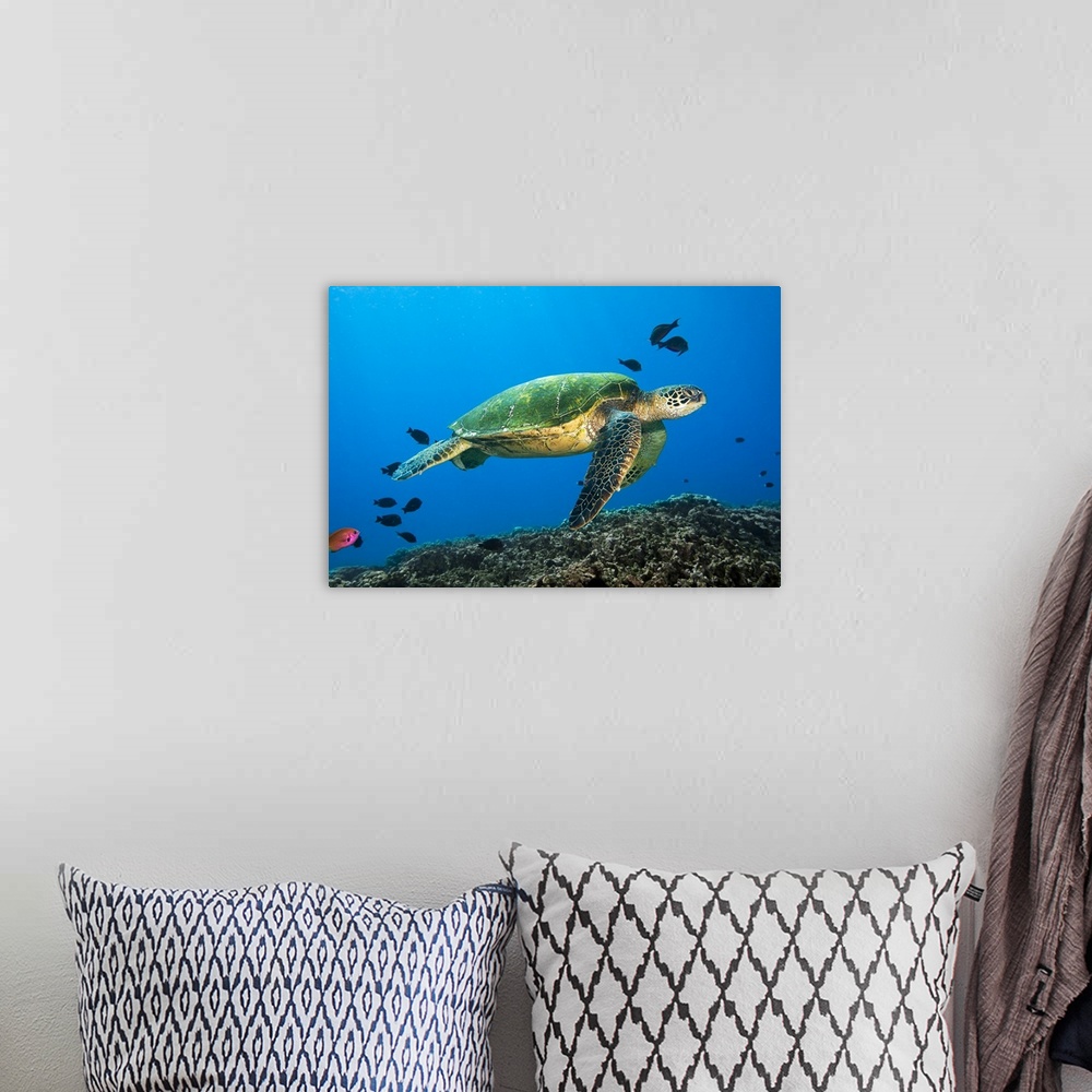 A bohemian room featuring Hawaii, Green Sea Turtle swimming in the Pacific Ocean