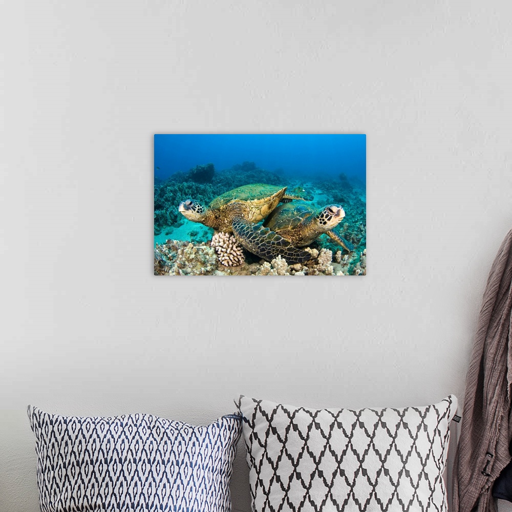 A bohemian room featuring Hawaii, Green Sea Turtles (Chelonia Mydas) Over Coral Reef