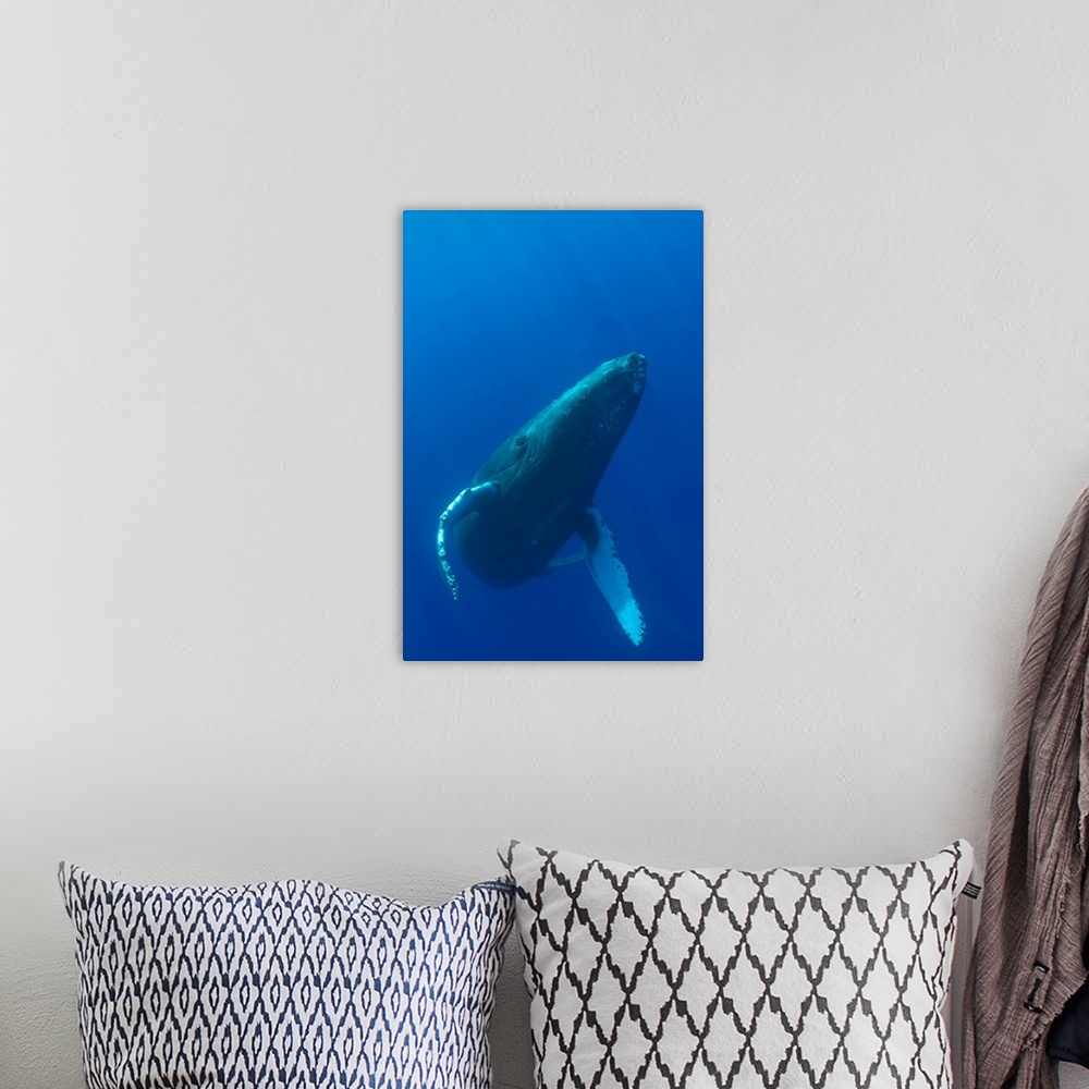 A bohemian room featuring Hawaii, Humpback Whale (Megaptera Novaeangliae) Swimming In Deep Blue Ocean
