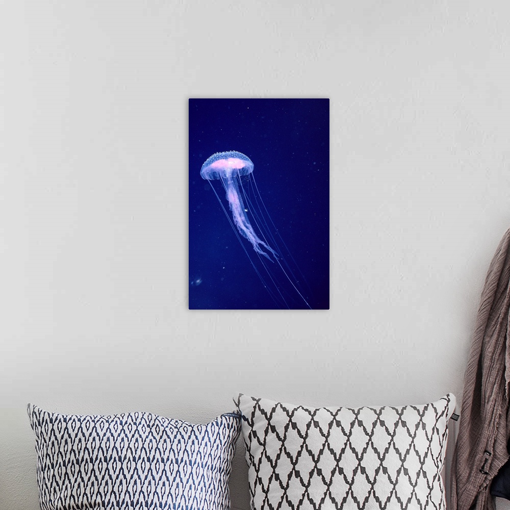 A bohemian room featuring Hawaii, Jellyfish With Long Tentacles In Blue Sparkling Ocean