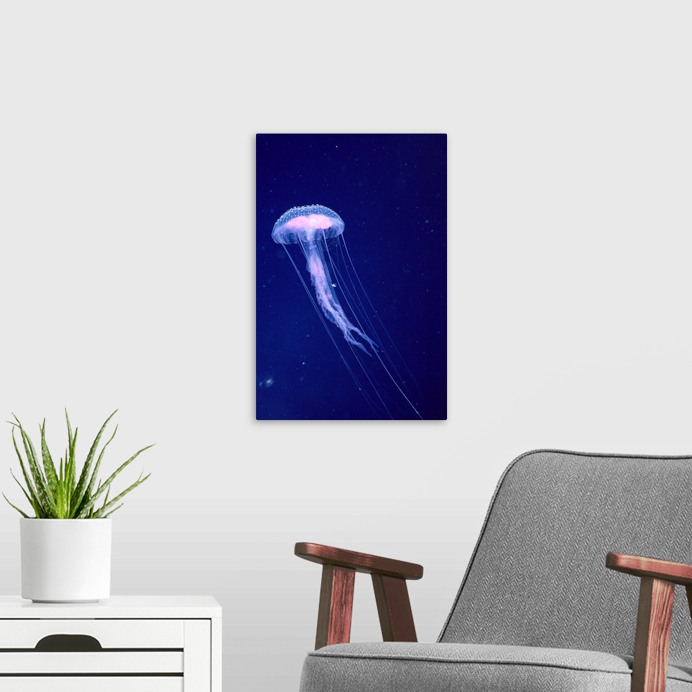 A modern room featuring Hawaii, Jellyfish With Long Tentacles In Blue Sparkling Ocean