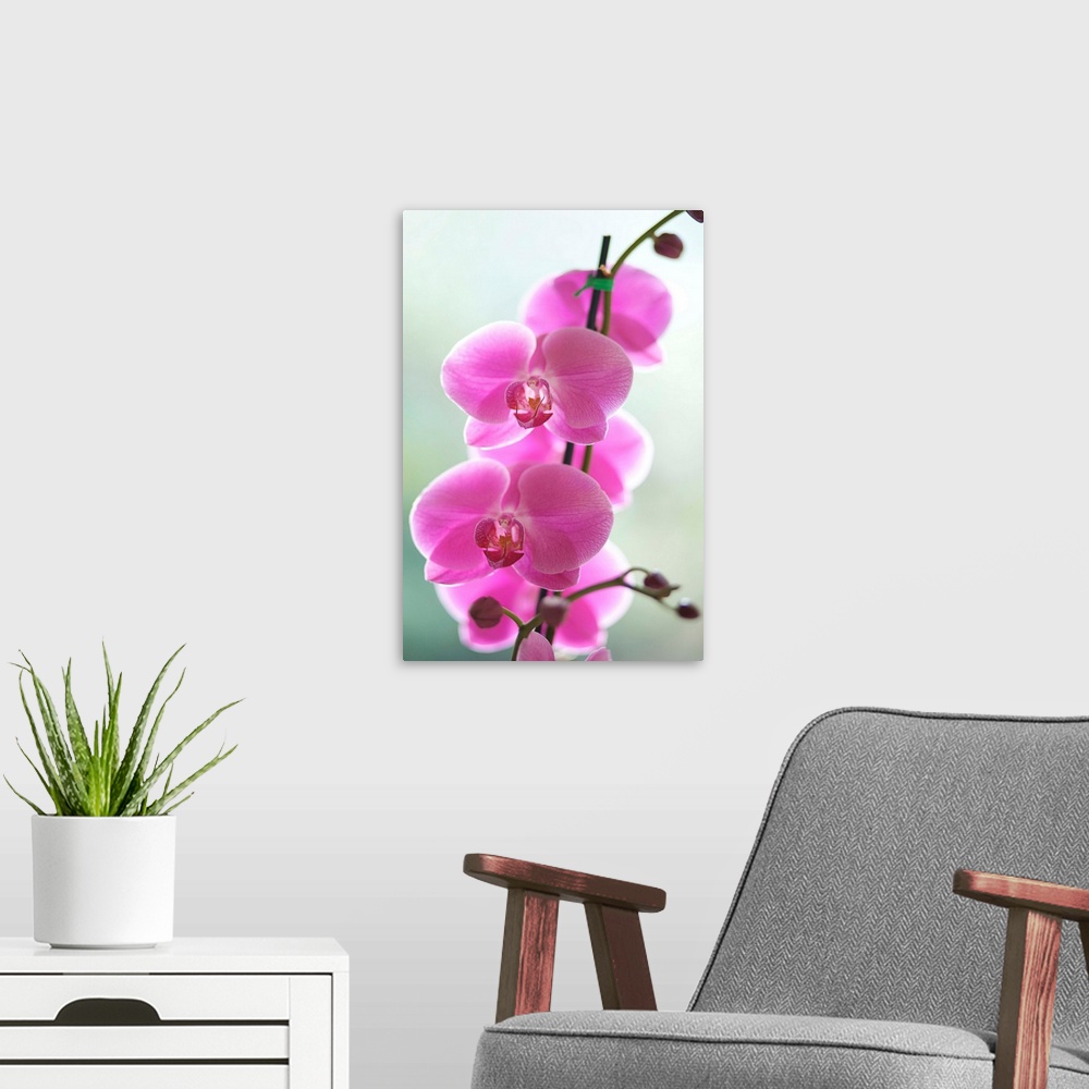 A modern room featuring Hawaii, Kauai, Pink Orchids