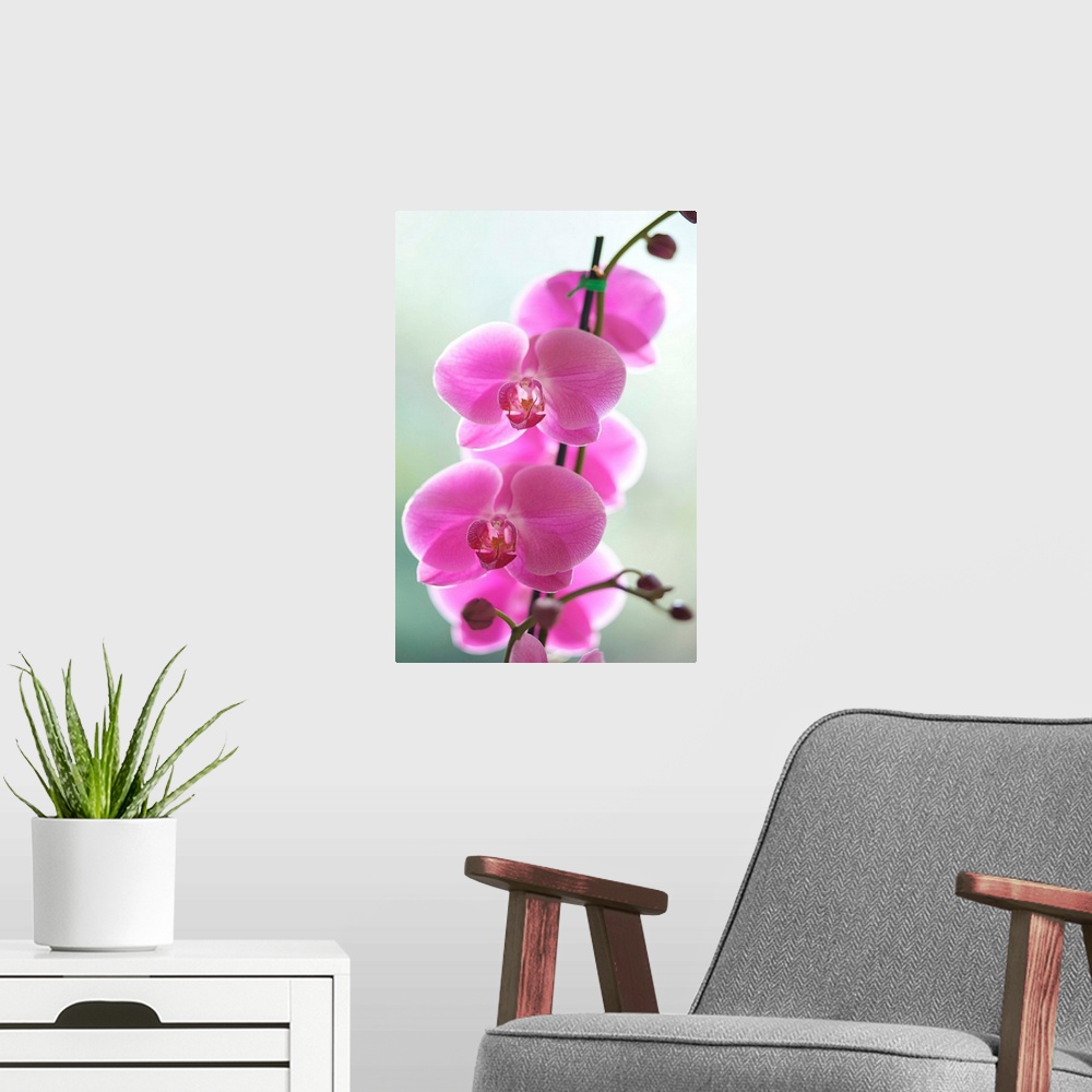 A modern room featuring Hawaii, Kauai, Pink Orchids