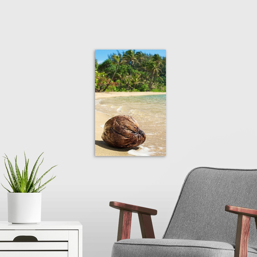 A modern room featuring Hawaii, Kauai, Waikoko, Close-Up Of Coconut On Sandy Beach