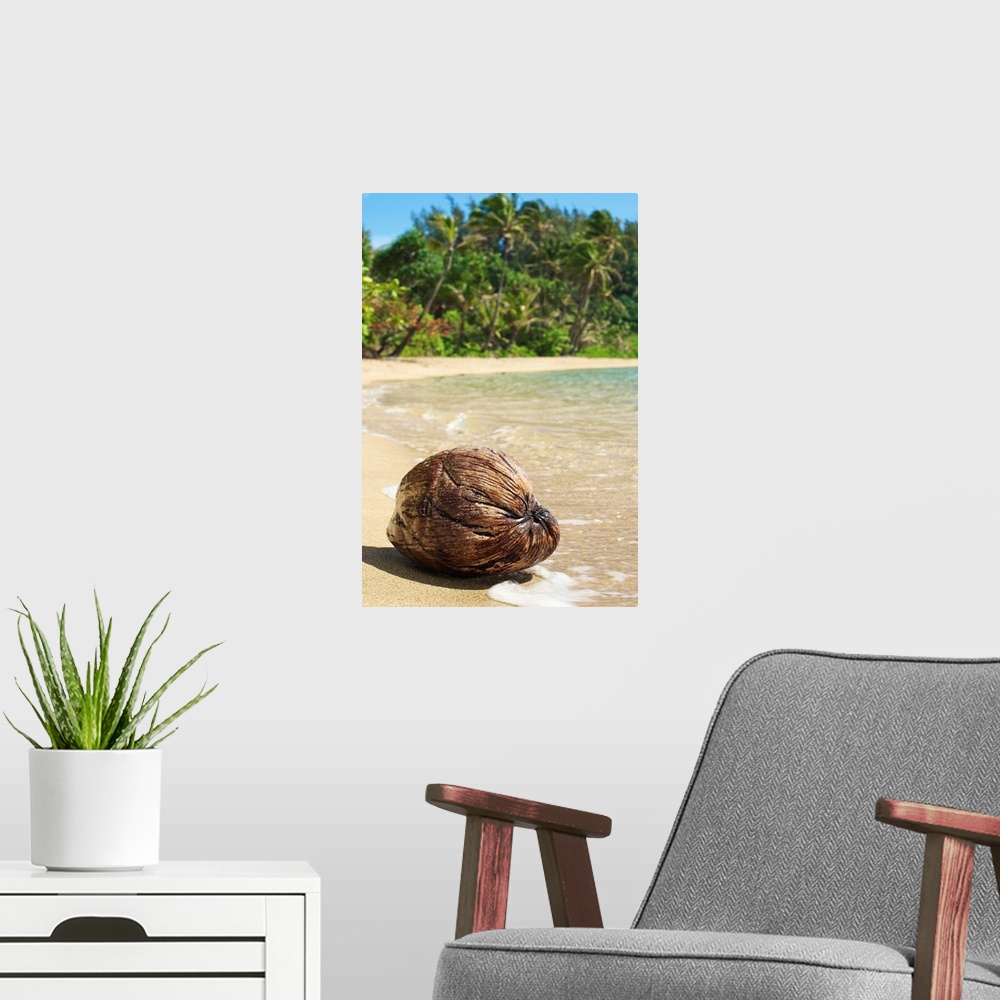 A modern room featuring Hawaii, Kauai, Waikoko, Close-Up Of Coconut On Sandy Beach
