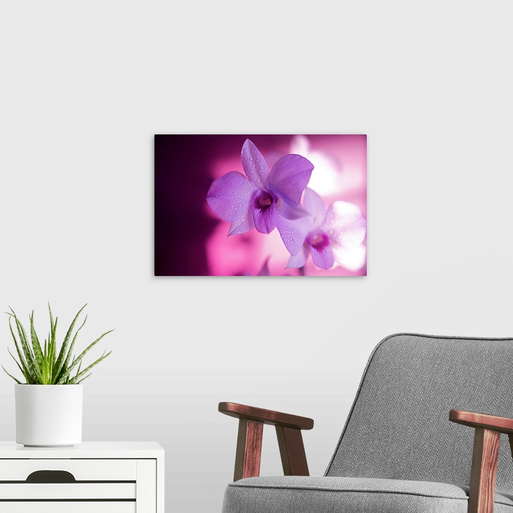 A modern room featuring Large landscape photograph of two orchids covered with small dew drops, in front of a slightly bl...