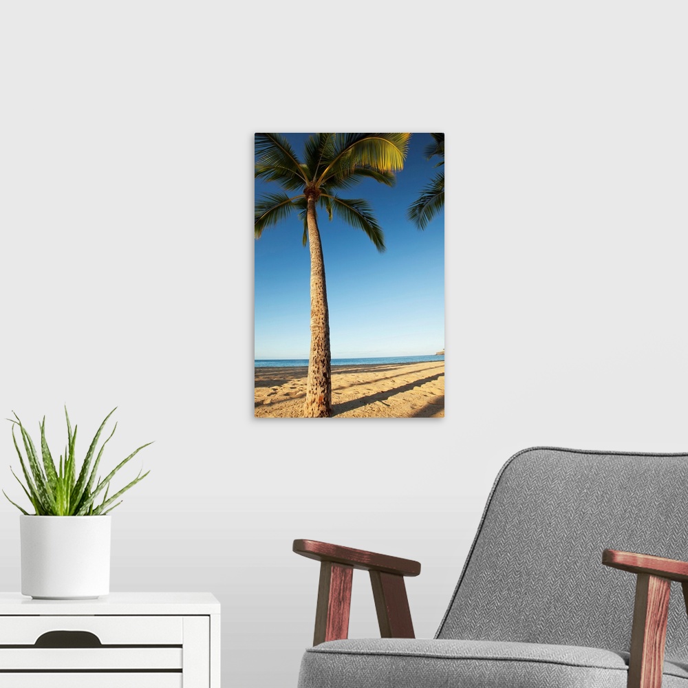 A modern room featuring Hawaii, Lanai, Hulope Beach, Tall Palm Trees On A Beautiful Beach