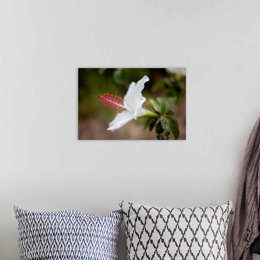 A bohemian room featuring Hawaii, Maui, A Close-up Of White Hibiscus Flower