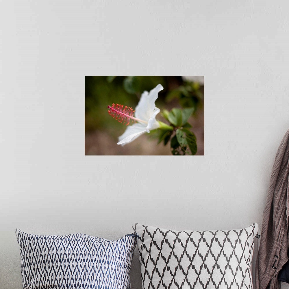 A bohemian room featuring Hawaii, Maui, A Close-up Of White Hibiscus Flower