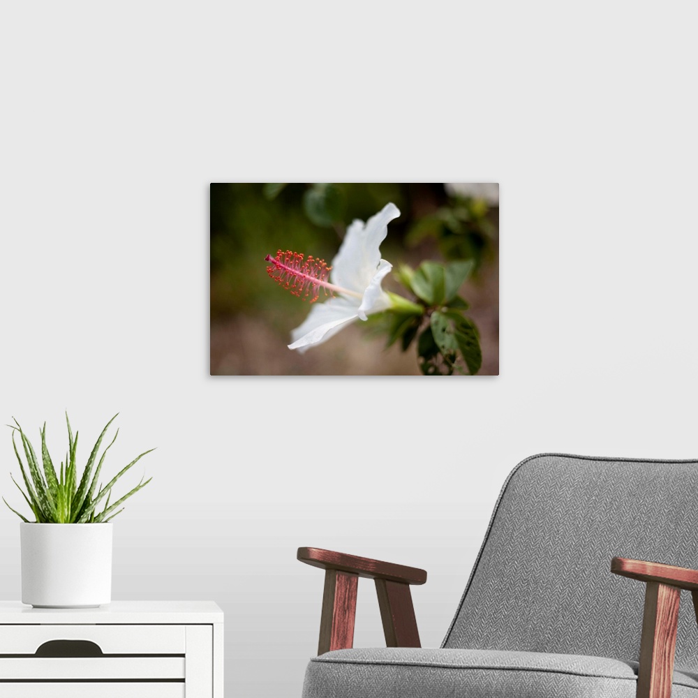 A modern room featuring Hawaii, Maui, A Close-up Of White Hibiscus Flower