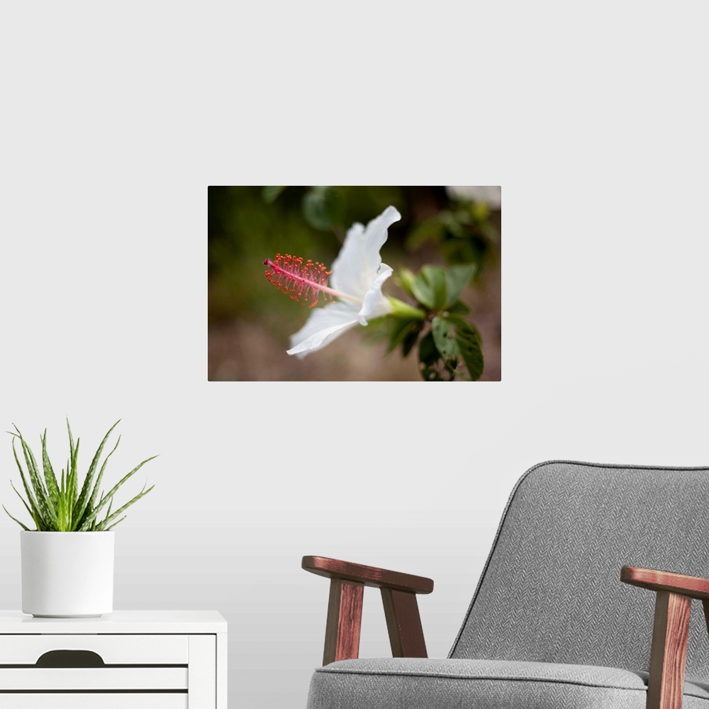 A modern room featuring Hawaii, Maui, A Close-up Of White Hibiscus Flower