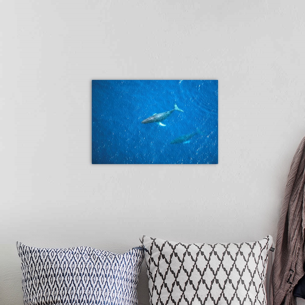 A bohemian room featuring Hawaii, Maui, Aerial View Of Humpback Whales