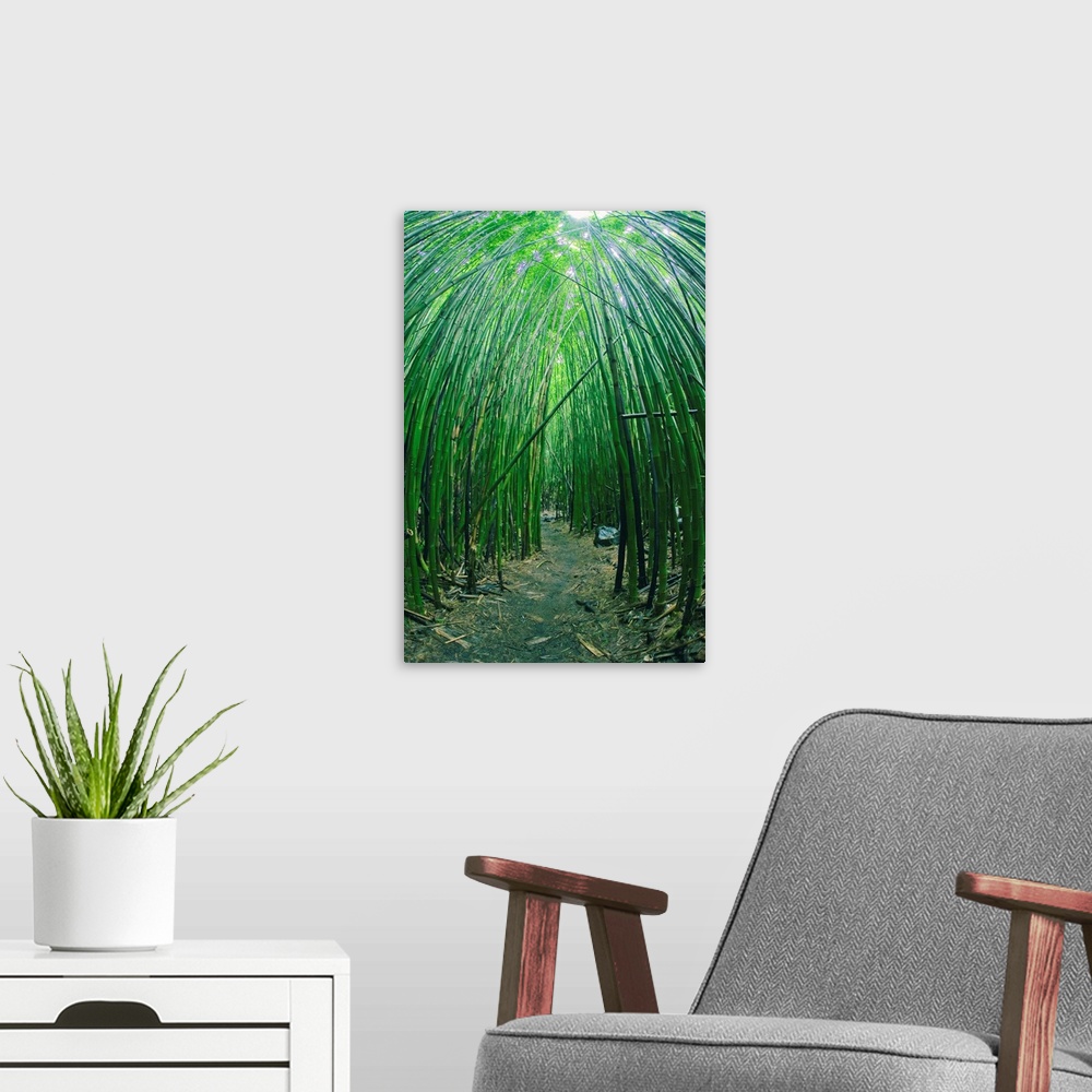A modern room featuring Hawaii, Maui, Bamboo Forest