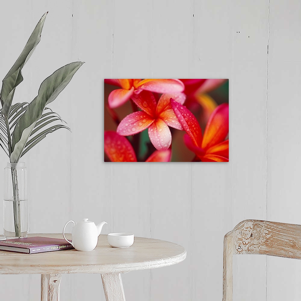 A farmhouse room featuring Landscape, close up photograph of several vibrant plumeria flowers covered in small droplets of w...