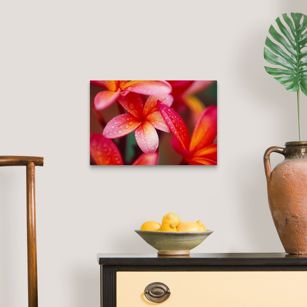 A traditional room featuring Landscape, close up photograph of several vibrant plumeria flowers covered in small droplets of w...