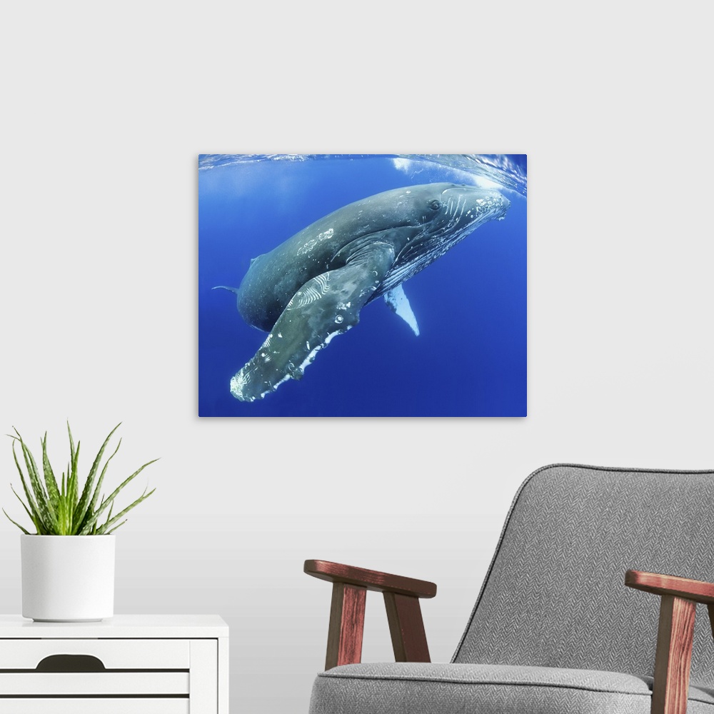 A modern room featuring Hawaii, Maui, Close-Up Of Humpback Whale Near The Ocean's Surface